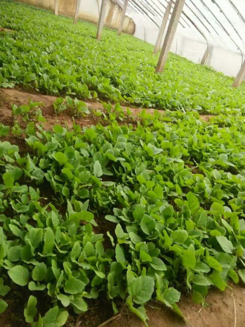 紫色长茄子苗，圆茄子，果型好，抗病能力强