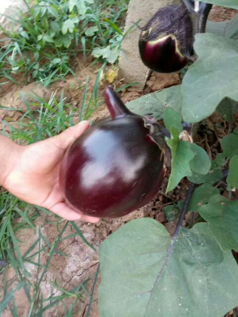 紫色长茄子苗，圆茄子，果型好，抗病能力强