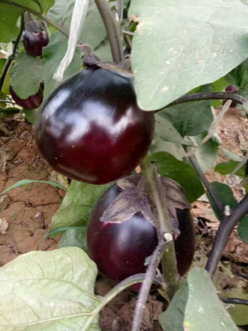 紫色长茄子苗，圆茄子，果型好，抗病能力强