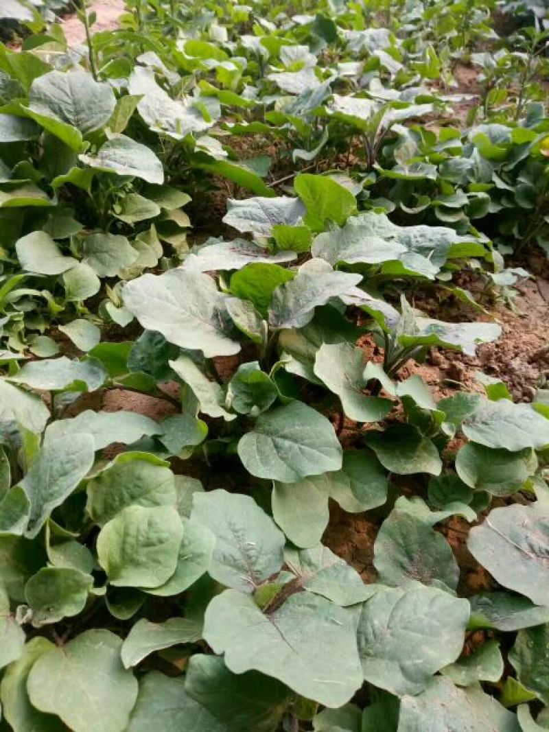 紫色长茄子苗，圆茄子，果型好，抗病能力强