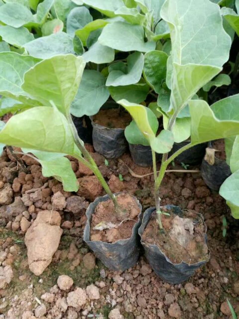 紫色长茄子苗，圆茄子，果型好，抗病能力强