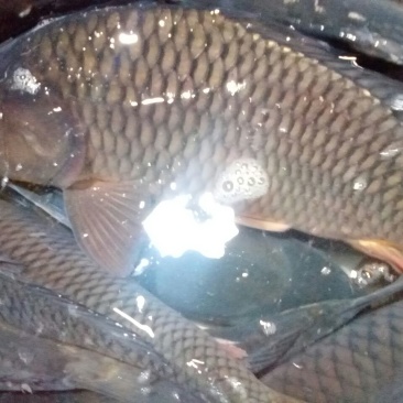 河鲤鱼3公斤以上食用