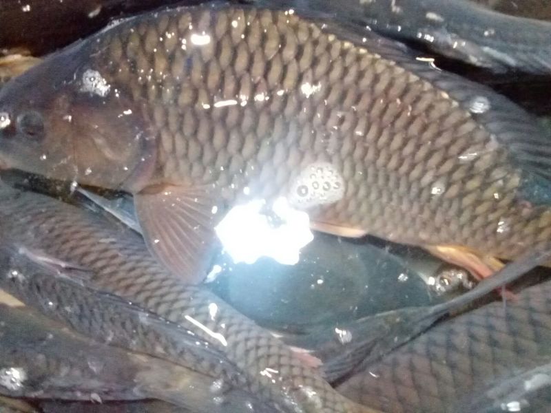 河鲤鱼3公斤以上食用