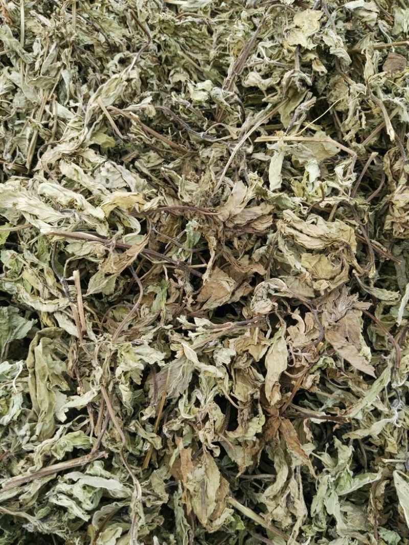 薄荷叶统