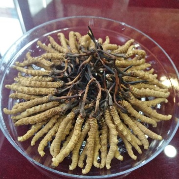 冬虫夏草散装