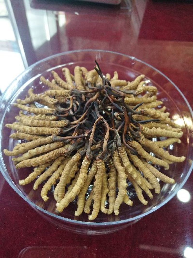冬虫夏草散装