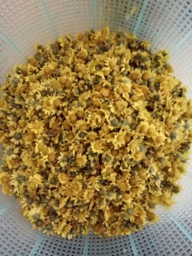 野菊花散装