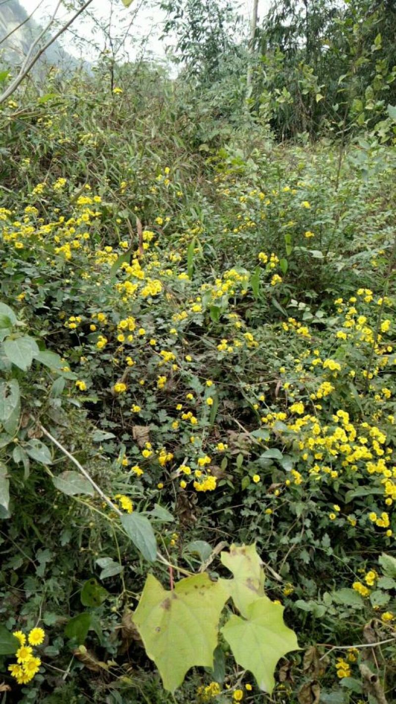 野菊花散装