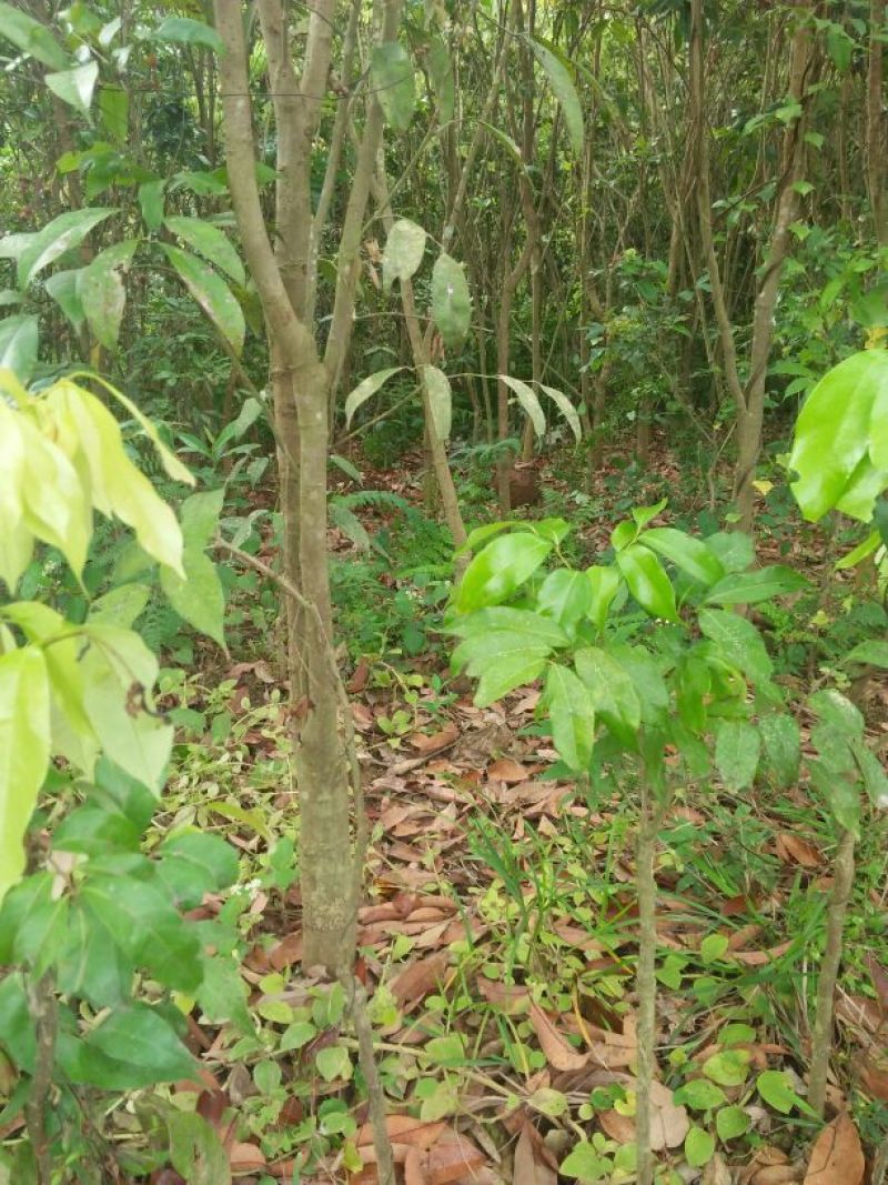 龙眼树