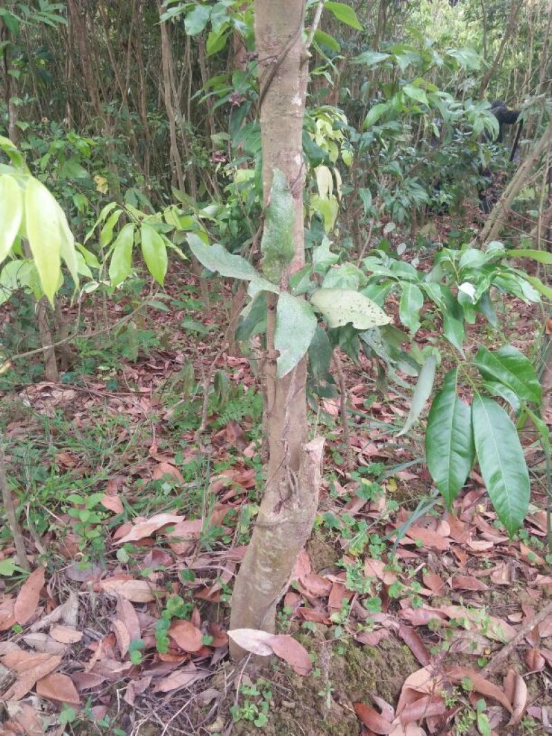 龙眼树