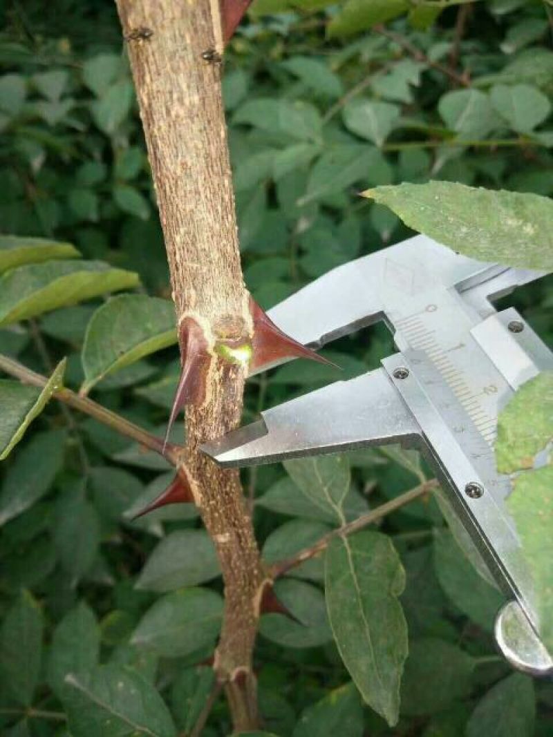 花椒苗免费提供种植技术苗圃基地死苗补发