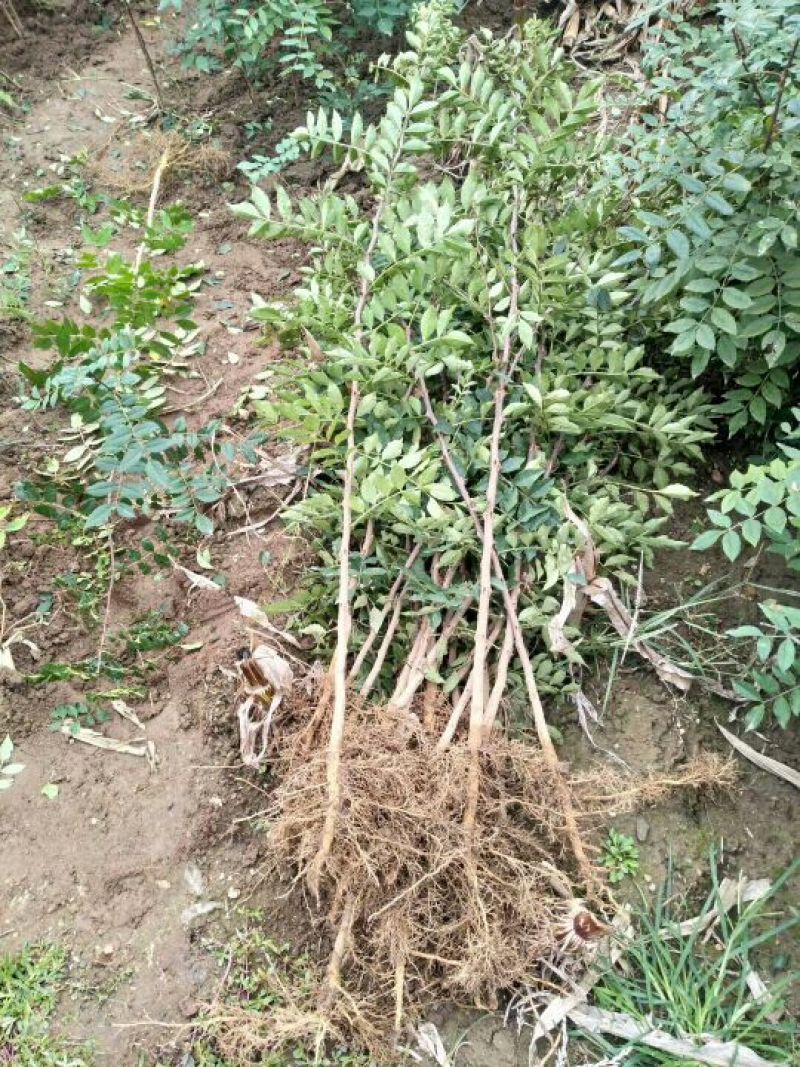 花椒苗免费提供种植技术苗圃基地死苗补发