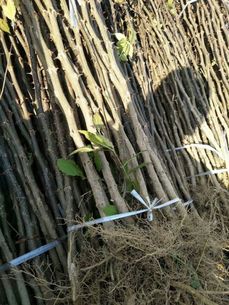 花椒苗免费提供种植技术苗圃基地死苗补发