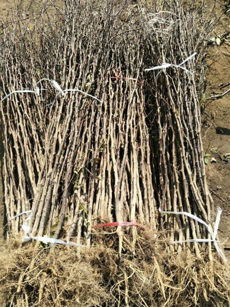 花椒苗免费提供种植技术苗圃基地死苗补发