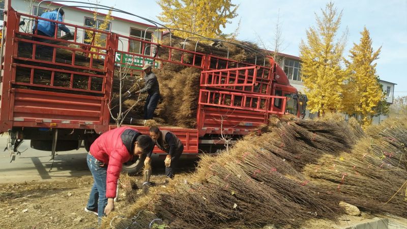 花椒苗免费提供种植技术苗圃基地死苗补发