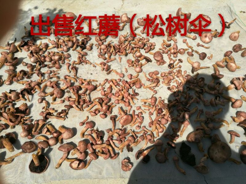 松蘑特级