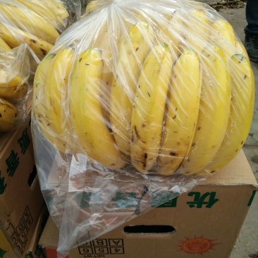 香蕉大量现货，青二黄大黄四季有货，