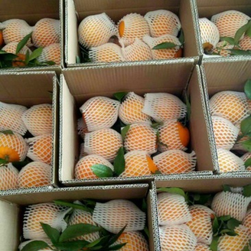 纽荷尔脐橙一件代发45元
