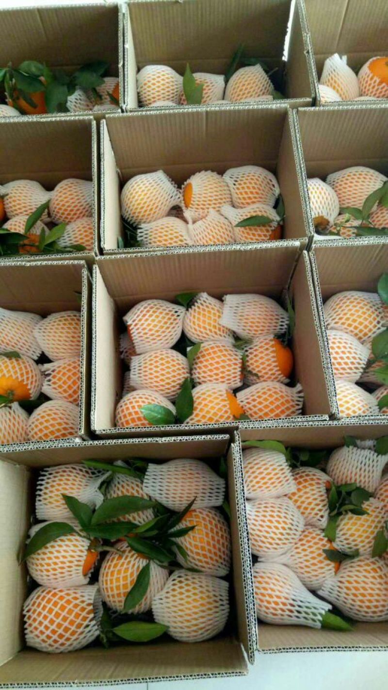纽荷尔脐橙一件代发45元