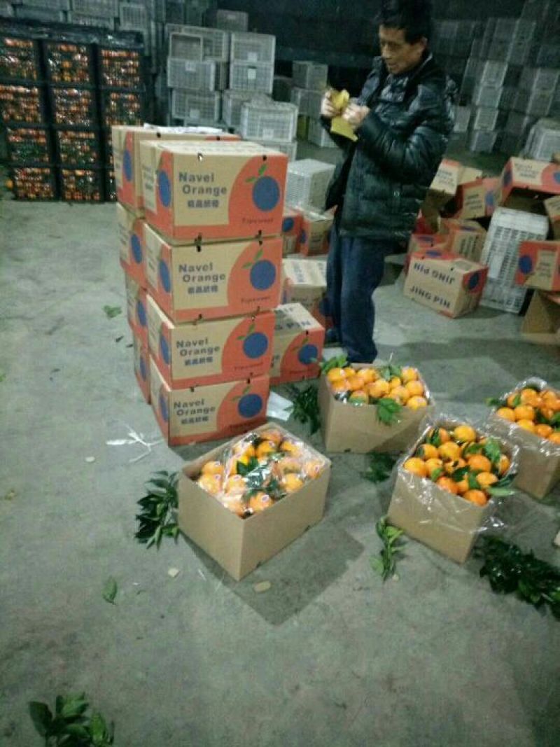 纽荷尔脐橙一件代发45元