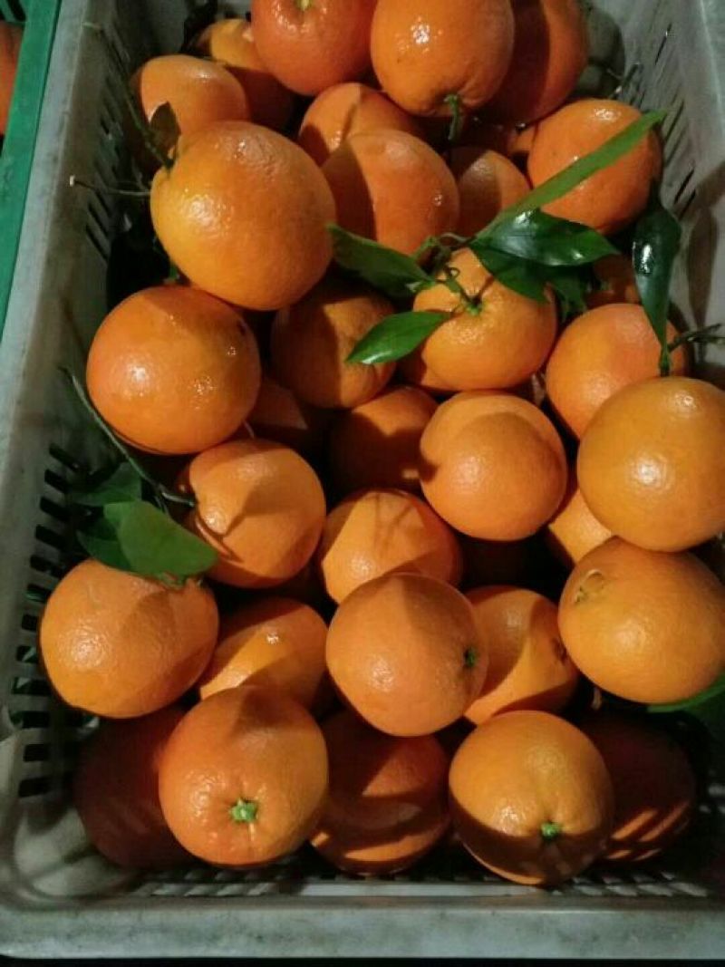 纽荷尔脐橙一件代发45元