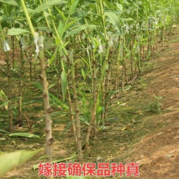 突围桃树苗80cm以上