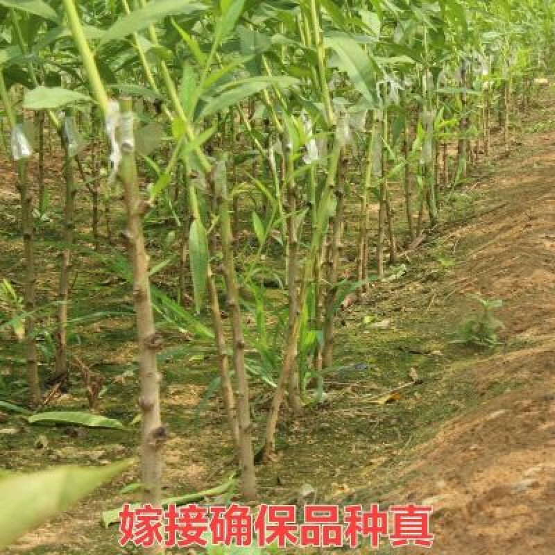 突围桃树苗80cm以上
