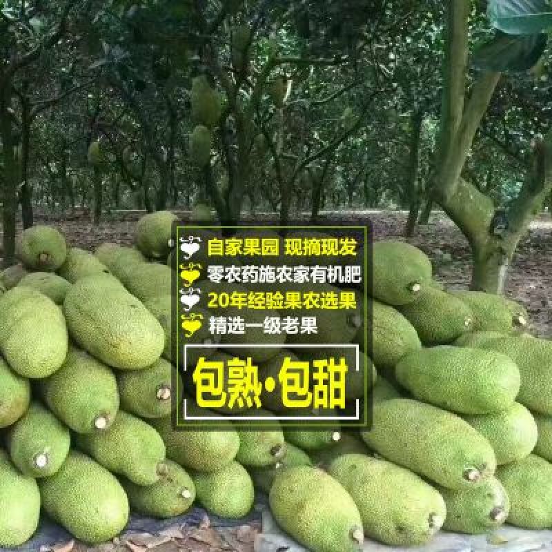 菠萝蜜10~15公斤