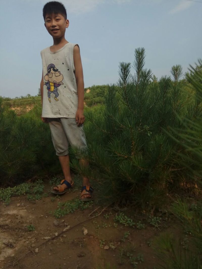 造型松12公分