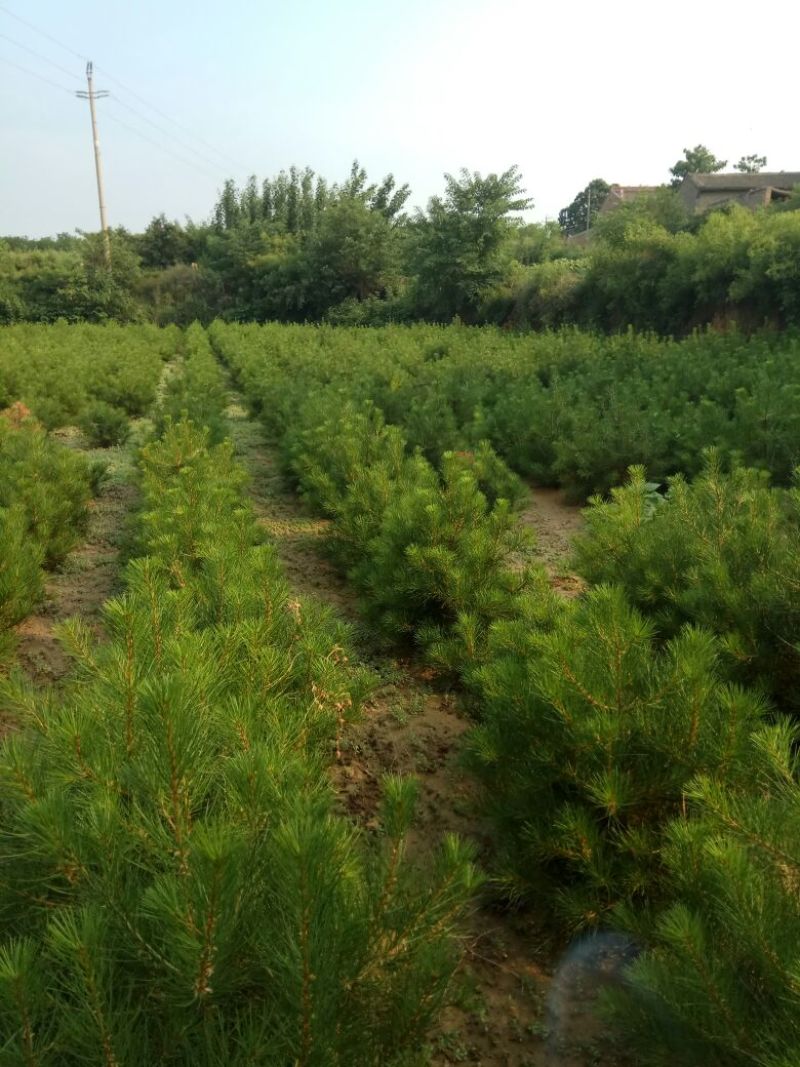 造型松12公分