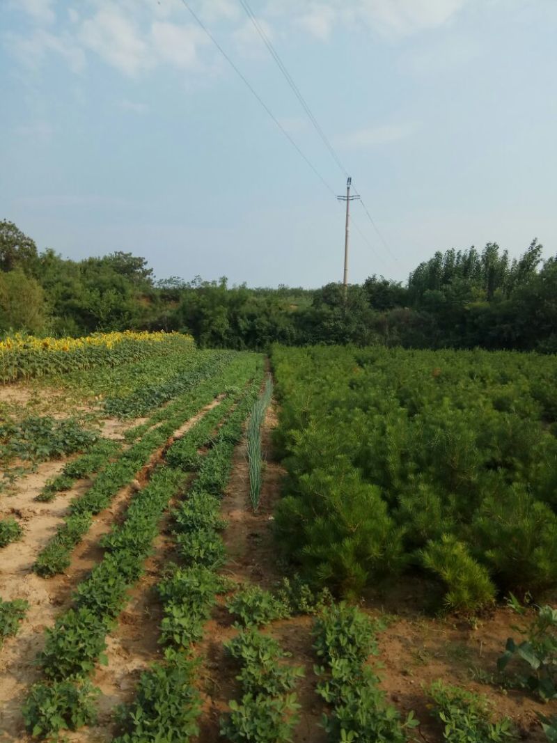 造型松12公分