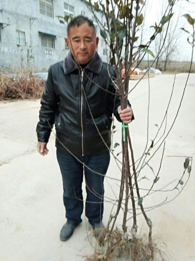 【精品】鲁丽苹果树苗新品种维纳斯黄金苹果树苗