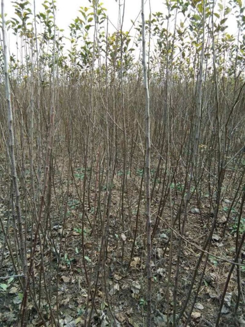 【精品】鲁丽苹果树苗新品种维纳斯黄金苹果树苗