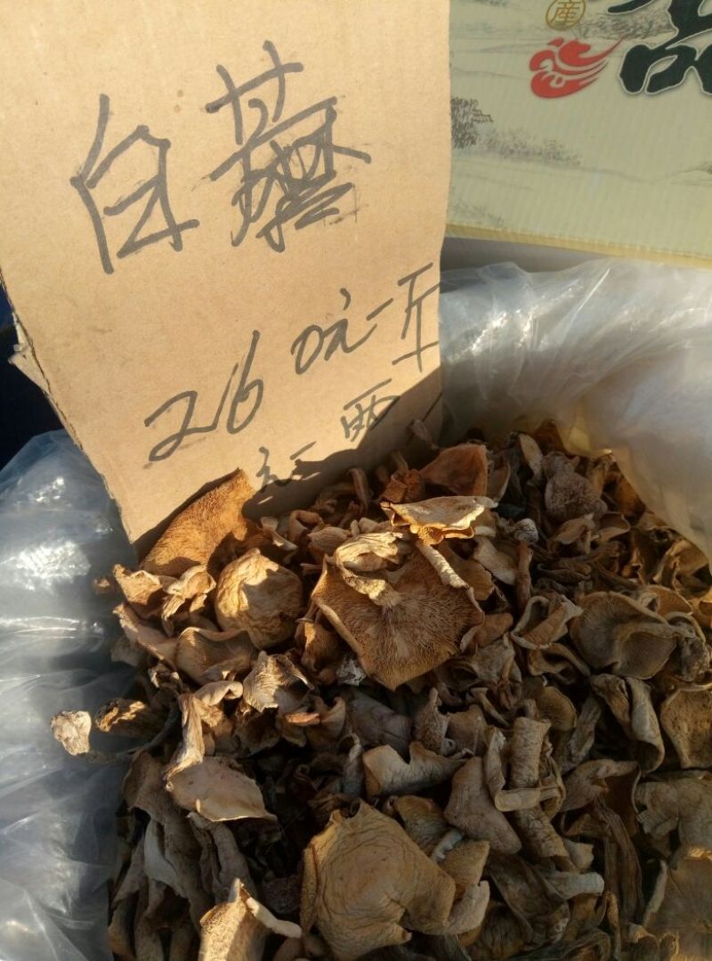松蘑一级