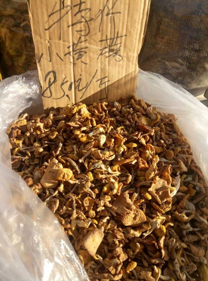 松蘑一级