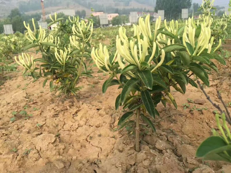 高产《四季金银花苗》包成活包纯度全技术指导、签回收合同