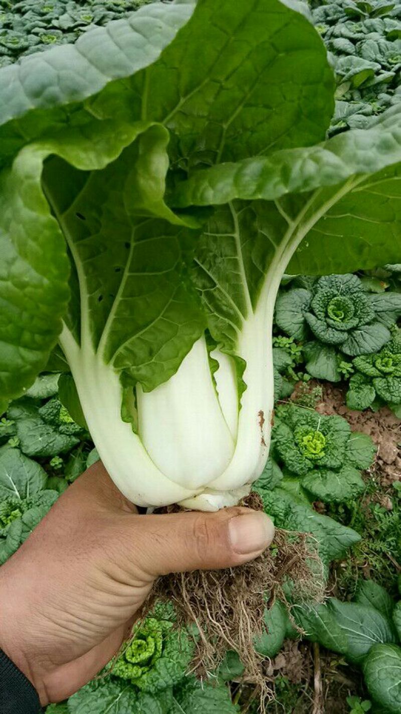 黄心菜15~20cm