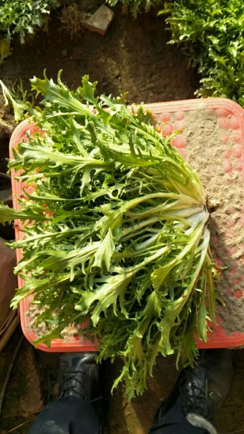 苦菊8~10cm