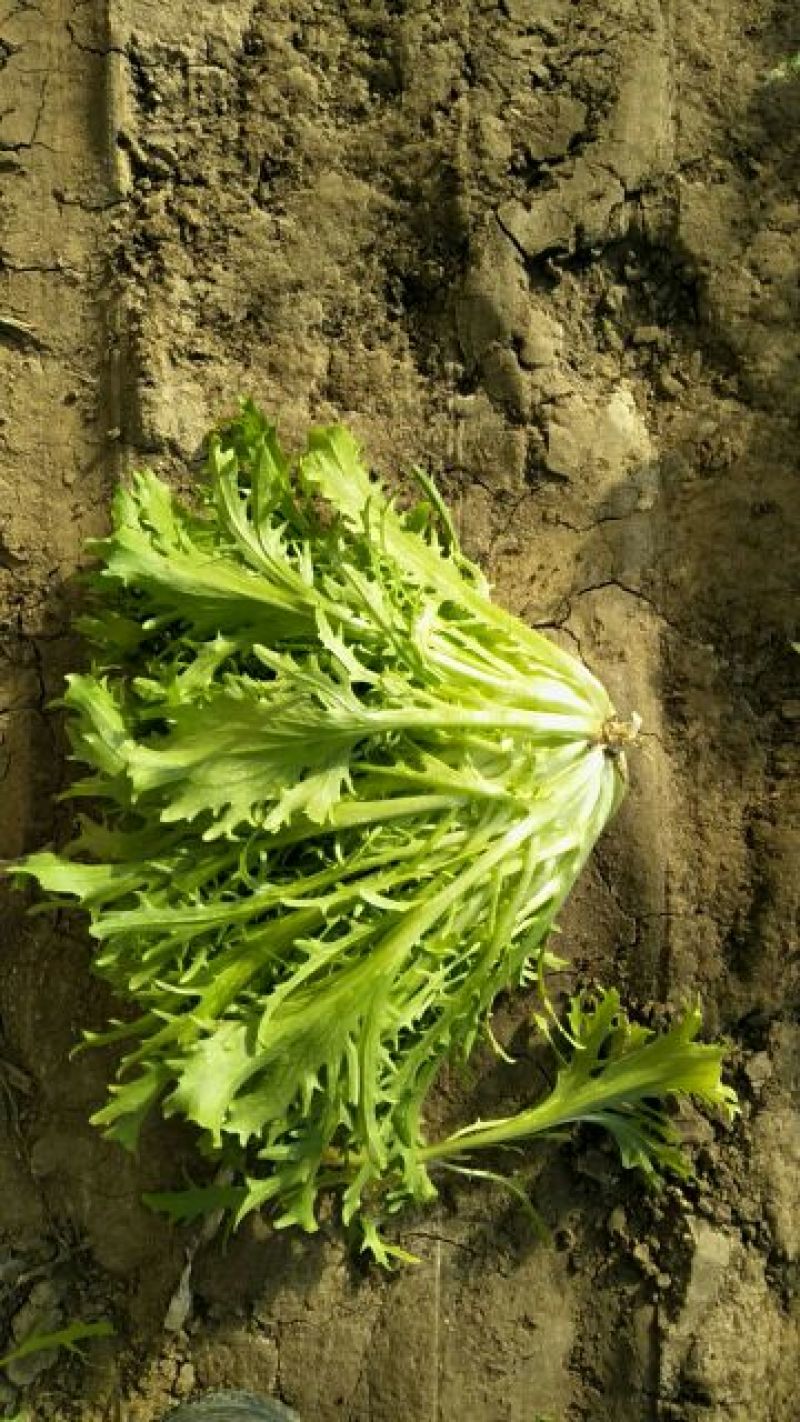 苦菊8~10cm
