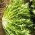 苦菊8~10cm