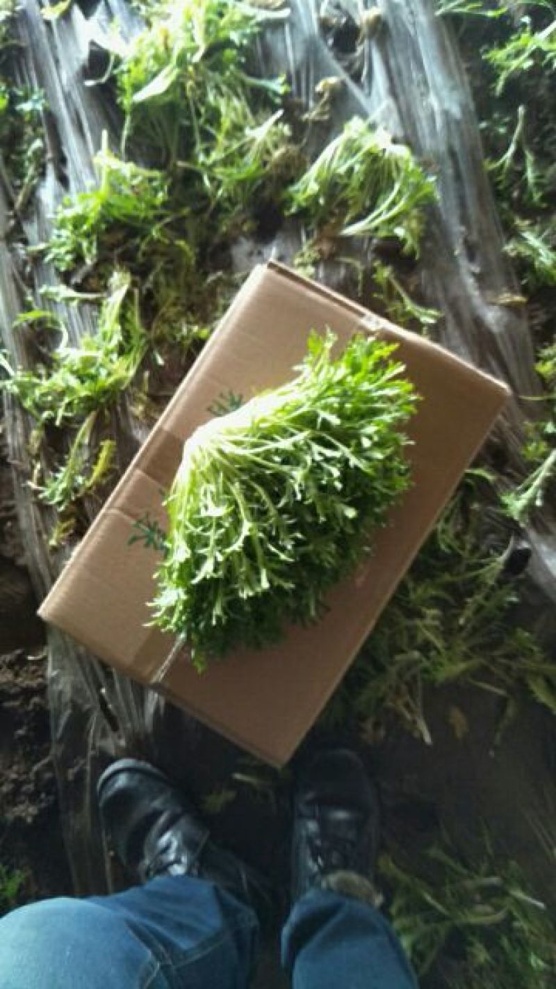 苦菊8~10cm