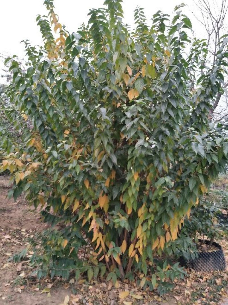 【优选】品种黄花腊梅夏腊梅原生嫁接都有货