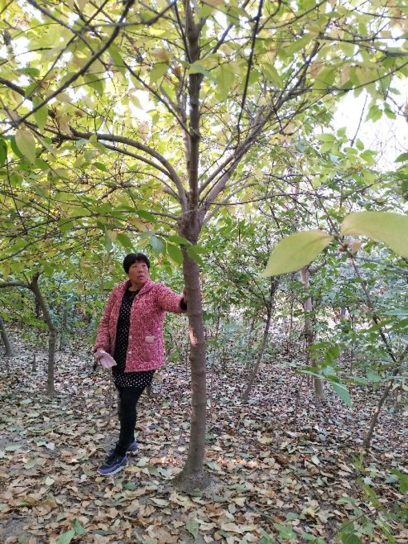 【优选】品种黄花腊梅夏腊梅原生嫁接都有货