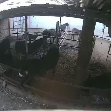 肉驴500斤以上