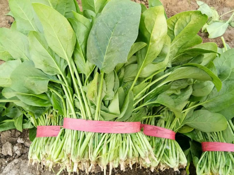 菠菜20~25厘米，现割，新鲜菠菜，叶片黑亮