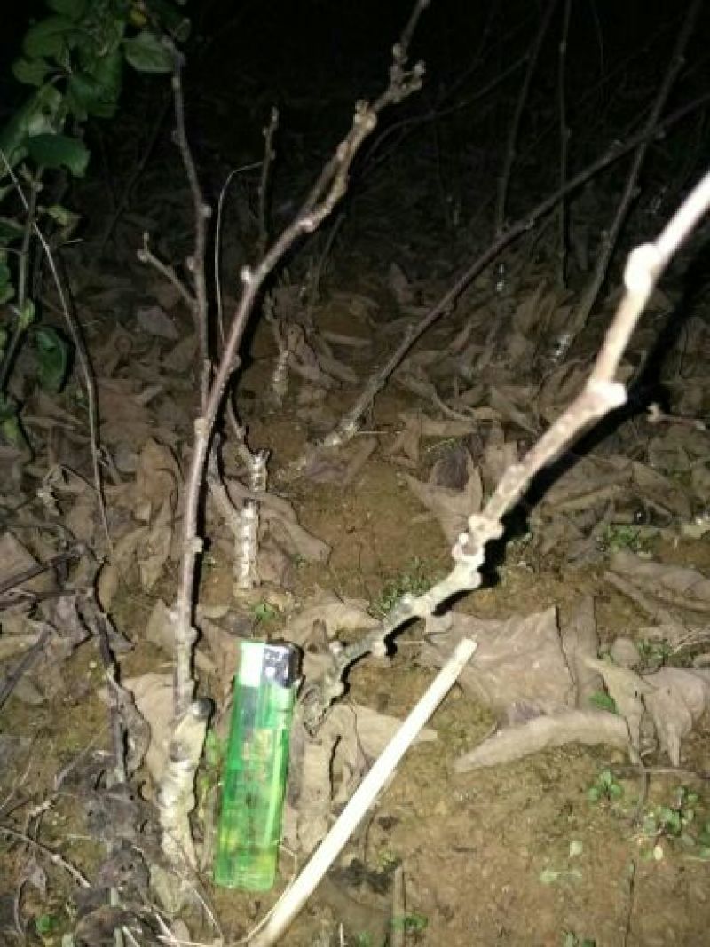 🥝猕猴桃苗0.6~0.8cm35~40cm嫁接苗