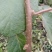 🥝猕猴桃苗0.6~0.8cm35~40cm嫁接苗