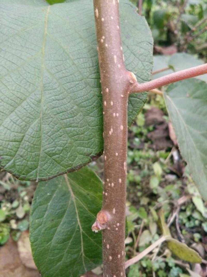🥝猕猴桃苗0.6~0.8cm35~40cm嫁接苗