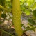 白玉黄瓜18公分以下干花带刺
