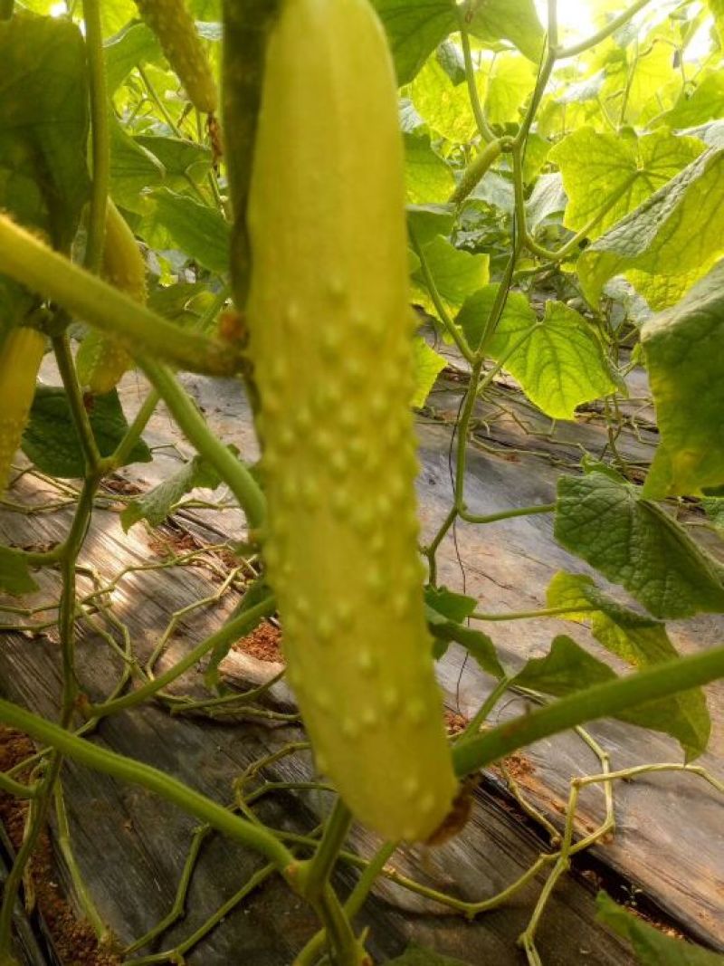 白玉黄瓜18公分以下干花带刺